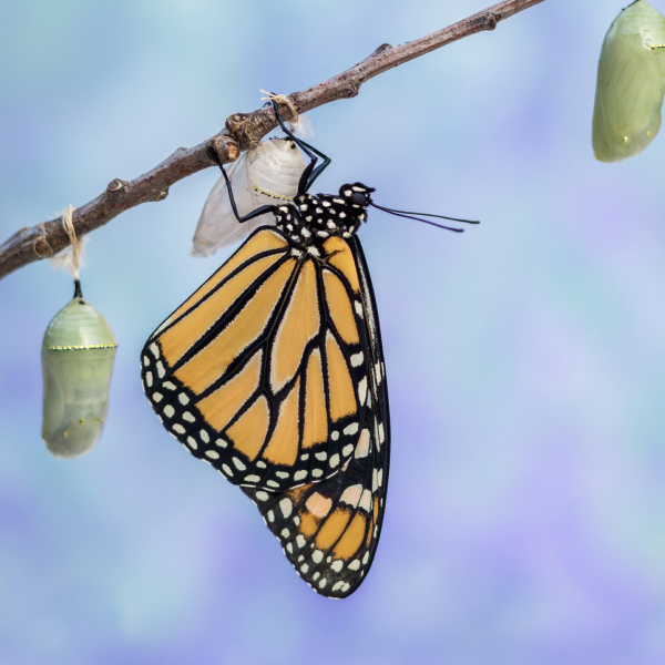 Motyl monarcha wykluwający się z kokonu w Motylarni Mielno – magiczny moment przemiany