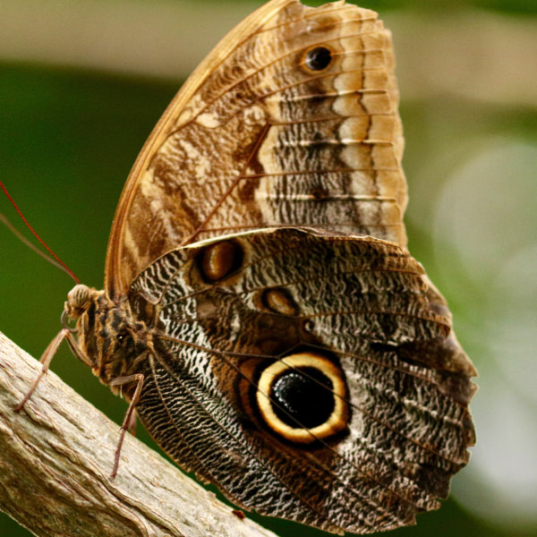 Motyl sówka z charakterystycznym wzorem oka na skrzydle – egzotyczny gatunek w Motylarni Mielno