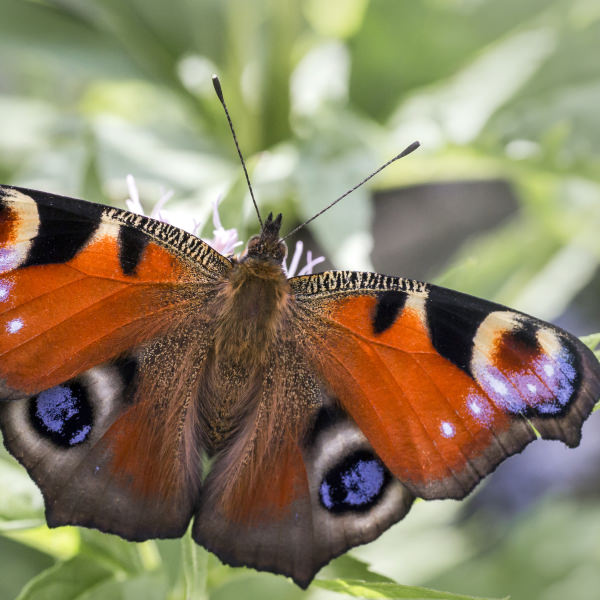 Rusałka pawik – pomarańczowy motyl z niebieskimi oczkami na skrzydłach w Motylarni Mielno