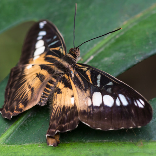 Tropikalny motyl Papilio czarno-żółty siedzący na liściu – egzotyczny gość Motylarni Mielno