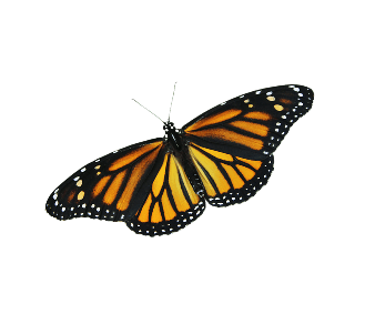 Motyl monarcha z rozpostartymi skrzydłami – piękny gatunek prezentowany w Motylarni Mielno