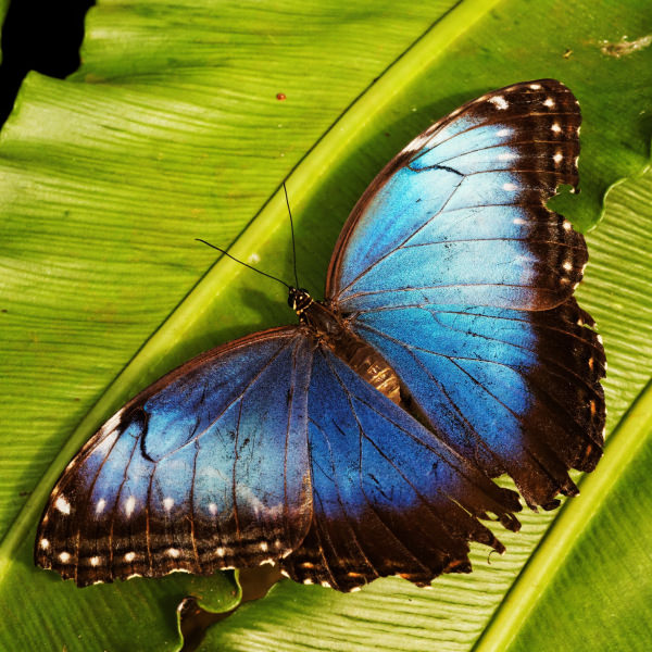 Niebieski motyl Morpho na zielonym liściu – jeden z piękniejszych gatunków w Motylarni Mielno
