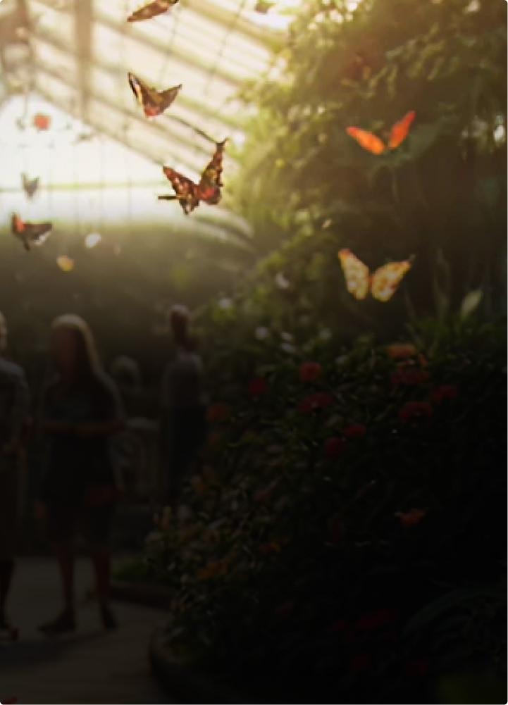 Motylarnia Mielno – egzotyczne motyle tropikalne w pięknym ogrodzie nad polskim morzem